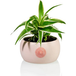 Boob Bowl