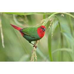 Red Throat Parrotfinch (Σπίνος Κοκκινολαίμης)