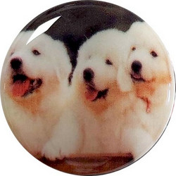 Puppies
