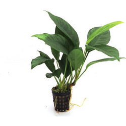 Stoffels Anubias heterophylla 'Congensis' MP XL