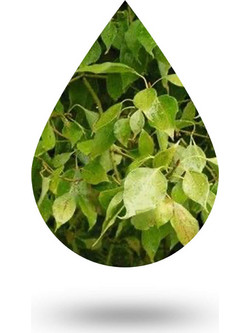 Καμφορά-Camphor oil - 50 ml