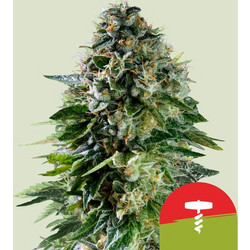 RQS Tyson 2.0 Seeds Corkscrew Auto