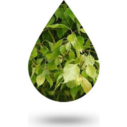 Καμφορά-Camphor oil - 10 ml