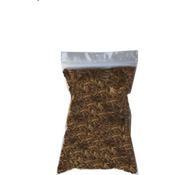 Epigasos Αποξηραμένα Aλευροσκούληκα Mealworm Σακουλάκι 100γρ