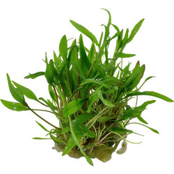 Cryptocoryne Wendtii Green