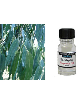 Ancient Wisdom Αιθέριο Έλαιο Ευκάλυπτος 10ml