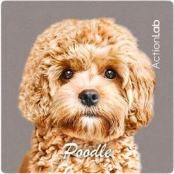 Action Lab Μαγνητάκι Magnet Poodle Moca