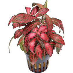 Stoffels Fittonia albivenis forest flame (Red)