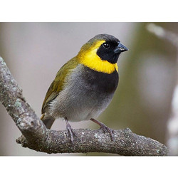 Cuban Finch (Cuban Grassquit)