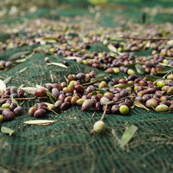Olive Net Extra Ελαιόδιχτο 8x14m 110gr/m