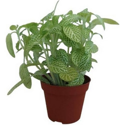 Stoffels Fittonia albivenis white tiger (Green)