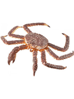 Collecta Θαλάσσια Ζώα Βασιλικός Κάβουρας 88851