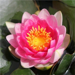 Nymphaea Attraction - Red Water Lily Large
