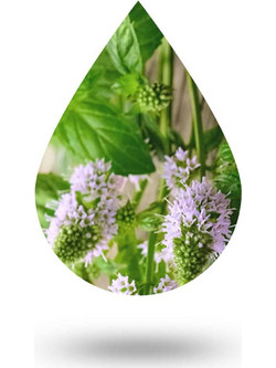 Sinus Blend - 10 ml