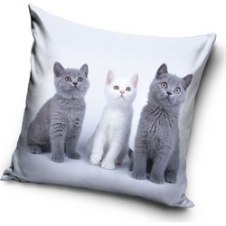 Cat Trio cover Μαξιλάρι 40x40 εκ