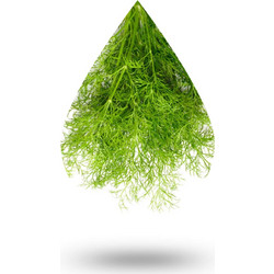 Άνηθος-Dill oil - 10 ml
