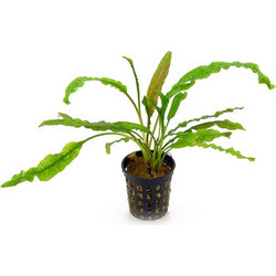 Stoffels Cryptocoryne crispatula var. balansea MP XL