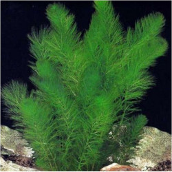 Myriophyllum Simulans Ζωντανό Φυτό Ενυδρείου