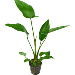 Stoffels Anubias hastifolia MP