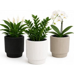 Γλάστρα Κασπώ CONEA Short 31.5x32cm VIOSARP