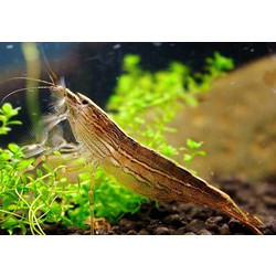 Atya molluccensis- Rock Shrimp 4.5cm