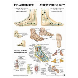 Αφίσα Βελονισμού Πόδι (Poster Foot Acupuncture)