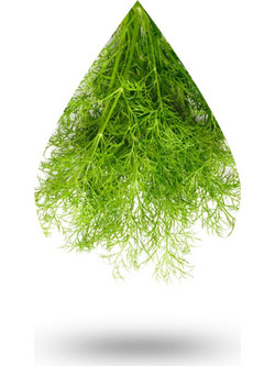Άνηθος-Dill oil - 50 ml