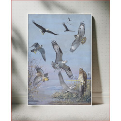 Πίνακας, Plate 37: Bald Eagle, Turkey Vulture, Red-tailed Hawk, Duck Hawk, Osprey, Cooper's Hawk, Marsh Hawk by Louis Agassiz Fuertes