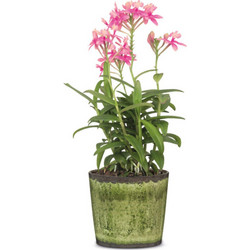 Scheurich Tradition- Meadow Glaze 870/11