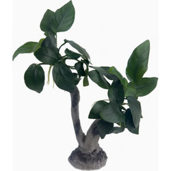 Stoffels Anubias Barteri var. nana On Wood Large