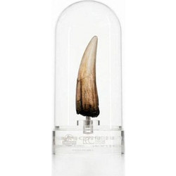 Elite Creature Collectibles Jurassic Park III Spinosaurus Tooth