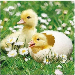 Χαρτοπετσέτες 20 τεμ Newborn chicks 33x33cm Ambiente 23314125