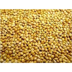 Harmony Panicum Πάνικο 1kg