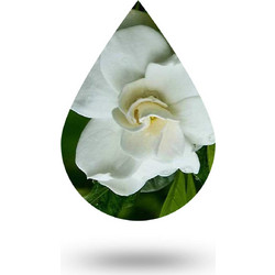 Γαρδένια-Gardenia oil - 10 ml