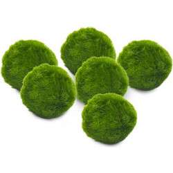 Stoffels Aegagrophila linnaei Small MossBall