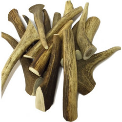 Antos Antler Κέρατο Ελαφιού Extra Small 