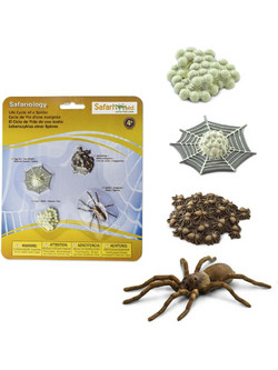 Safari Ltd Life Cycle of a Spider 100406