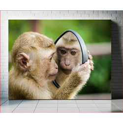 Πίνακας, Monkey Looking in Mirror Μαϊμού που κοιτάζει στον καθρέφτη