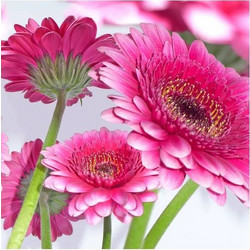 Χαρτοπετσέτες με σχέδια 33x33 εκατ. σετ 20 τμχ. Preety in Pink
