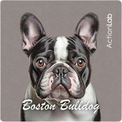 Action Lab Μαγνητάκι Magnet Boston Bulldog
