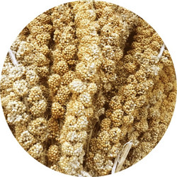 Elevage Millet Sprays Κεχρί για Πτηνά 15kg