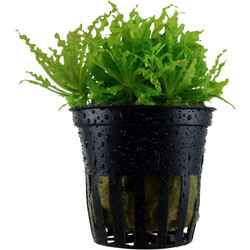Tropica Pogostemon helferi