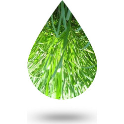 Λεμονόχορτο-Lemon grass oil - 10 ml