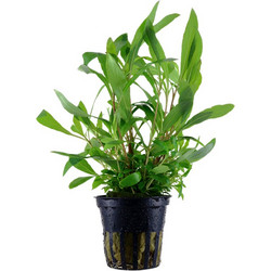 Tropica Hygrophila corymbosa siamensis 53b potted