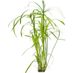Stoffels Cyperus alternifolius