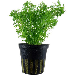 Tropica Limnophila sessiliflora potted