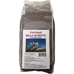Elevage Bella Di Notte 1kg