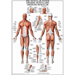 Puzzle Ricordi The Muscular System 1000 Κομμάτια