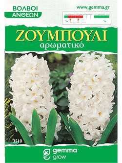 Ζουμπούλι Αρωματικό Λευκό - 2 Βολβοί
