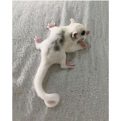 Σκιουράκια Sugar Glider Mosaic